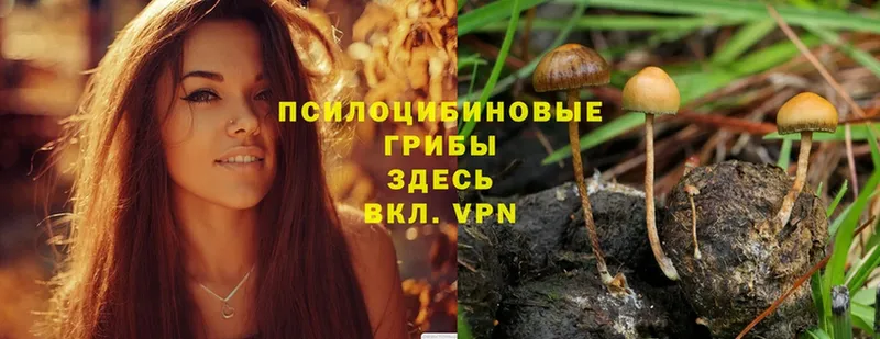 наркошоп  Бородино  Галлюциногенные грибы Psilocybine cubensis 